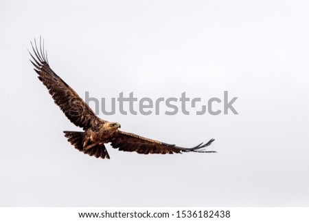 tawny eagle in kruger park south africa while flying