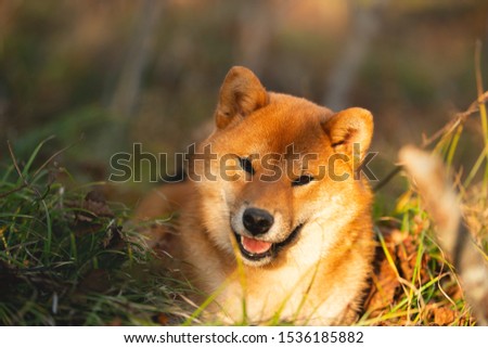 Close-up portraiit of Beautiful and happy shiba inu dog lying on the grass in the forest at golden sunset. Cute Red shiba inu female puppy