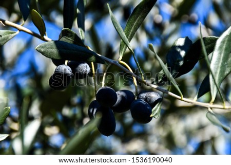 olives on a branch, digital photo picture as a background