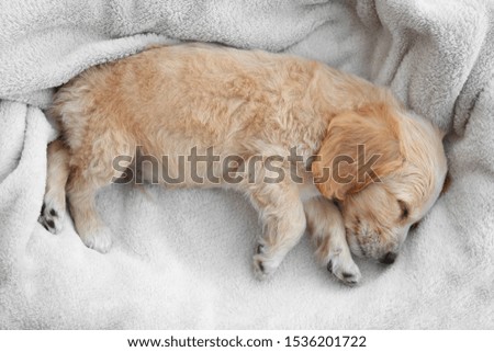 Cute English Cocker Spaniel puppy sleeping on soft plaid, top view