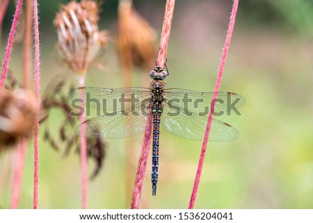 Beautiful photo of a dragonfly in the rain - migrant hawker 