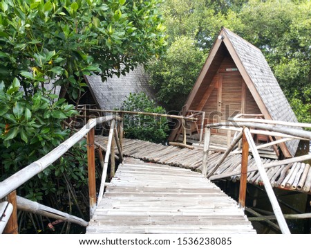 Bridge Crossing in mangrove forest