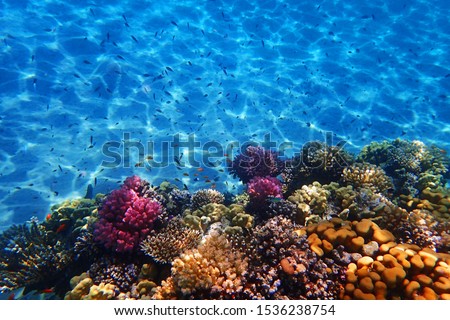 coral reef in Egypt as very nice natural background