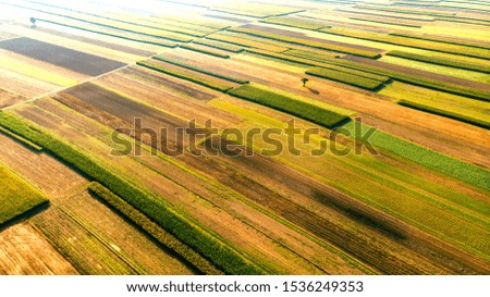 Lonely Tree on Agricultural Farm Fields. Countryside Landscape. Aerial Drone View.