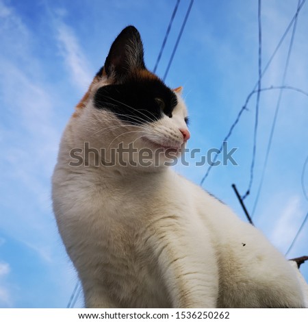 Profile of an adorable purring white cat with brown and black spots, seen from bottom up.
