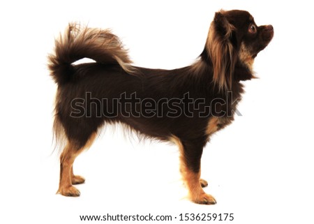 long hair chihuahua isolated on the white background