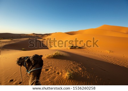 Camel trek and sand dunes of Moroccan Sahara desert, Merzouga. 