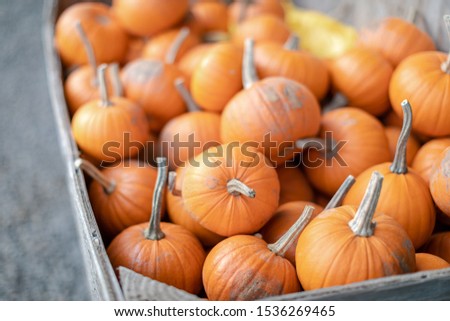 A lot of mini pumpkin at outdoor farmers market, Background for fall, autumn, Halloween, Thanksgiving, seasonal display.