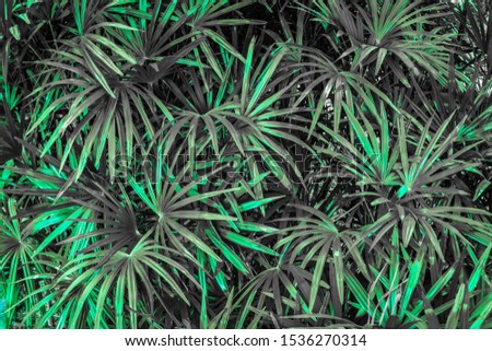 Palm leaf plant is colorful, tropical plants, suitable for garden decoration.