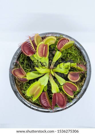 Venus Flytrap in flower pot on White Background