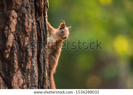 European red squirrel hanging on tree, clean green background, Czech republic, Europe