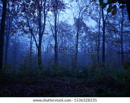 dark night in the autumn forest