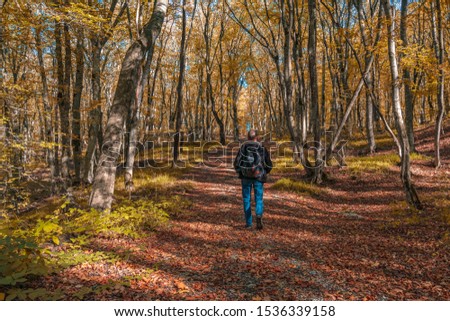 A traveler with a backpack and a camera walks through the forest