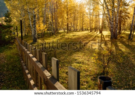 Birch golden forest at the autumn