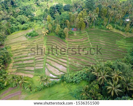 Aerial view on balinese rice field terrace during the end of the rainy season taken with a drone and wider shot