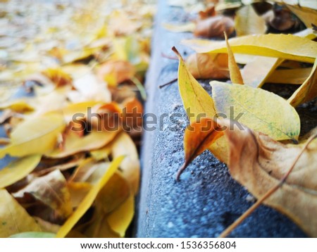 Closeup of fallen yellow leaves on the pavement