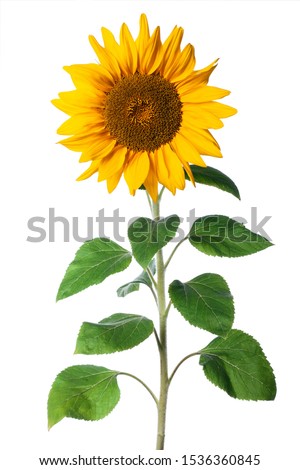 immature sunflower isolated on a white background