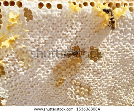 Abstract hexagon structure is honeycomb from bee hive filled with golden honey. Honeycomb summer photography consisting of gooey honey from bee village. Honey rural of bees honeycombs to countryside.