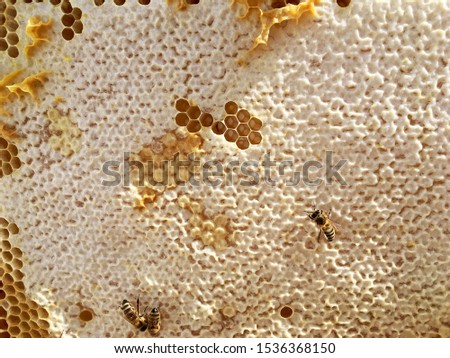 Abstract hexagon structure is honeycomb from bee hive filled with golden honey. Honeycomb summer photography consisting of gooey honey from bee village. Honey rural of bees honeycombs to countryside.