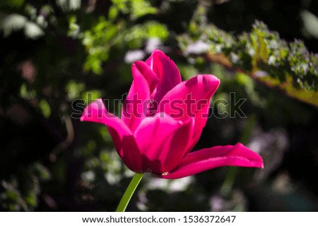 beautiful tulip on background, close up
