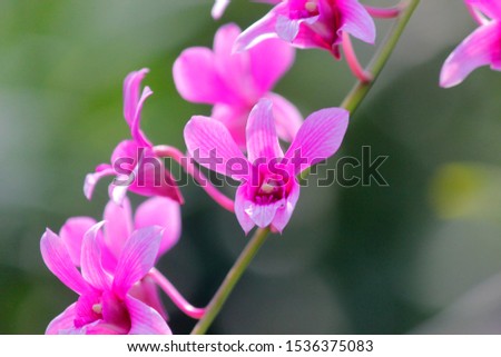 photo of beautiful orchid flower in garden