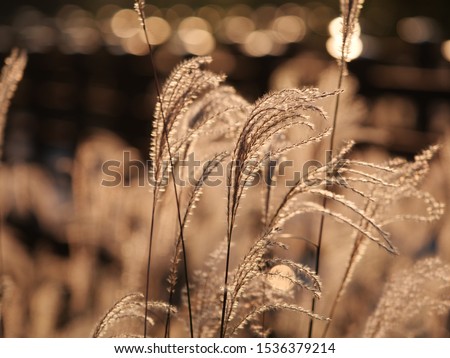 silver grass plants at nature filed in autumn season