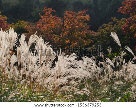 silver grass plants at nature filed in autumn season