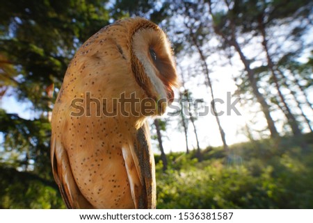 barn owl (tyto alba) looking into the forest. wide angel photo. background forest.