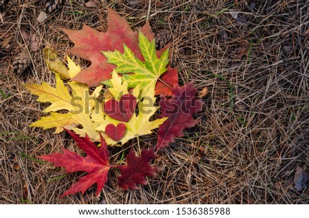 Autumn composition. Colored autumn leaves of maple and oak and two red hearts carved from leaves. Copy space