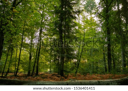 Photography of trees in new forest national park during early autumn season