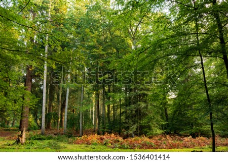 Photography of trees in new forest national park during early autumn season