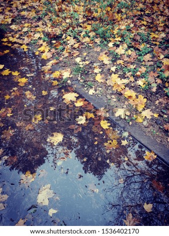wet autumn foliage on rainy day in puddle outdoor, tree reflection in water, selective focus