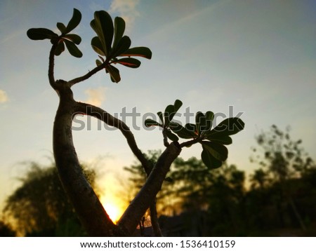 fresh plant clear sky and beauty sunset