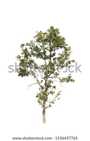 Neem isolated from white background.
