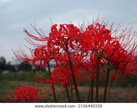 cluster‐amaryllis(red spider lily) in Kyoto Royalty-Free Stock Photo #1536440330