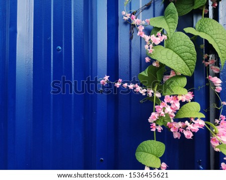 Mexican Creeper or Rose Pink Vink with Blue Galvanized Wall