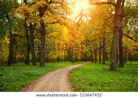 fall season in park with pathway between the trees at sunny day