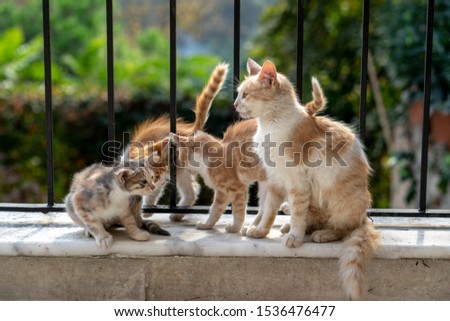 cat family lives together. Playing and eating