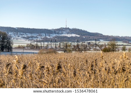 Reed in front of the Hesselberg in Bavaria Germany.