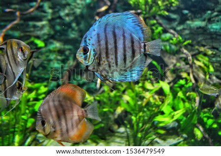 Two bright brown and blue fishes underwater