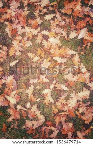 Autumn background. Oak colorful leaves. Fall season. Vintage style card. Space for text. Golden colors texture of foliage. 