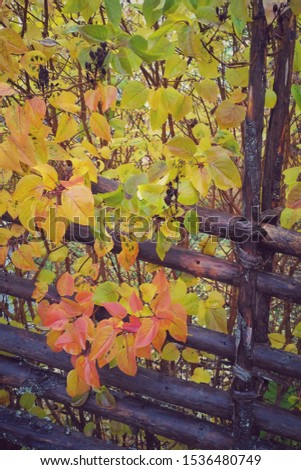 Autumn background. Typical Scandinavian design wooden fence. Colorful leaves. Fall season. Vintage style card. Space for text. Golden colors texture of foliage. 