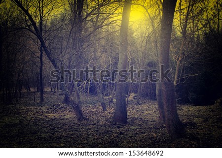 Vintage photo of spooky forest
