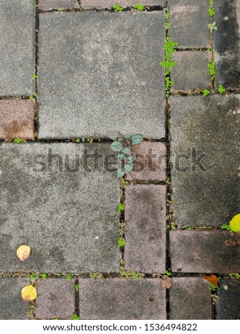 the surface of the pavement