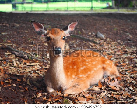 a deer sitting on the ground at the Nara park Royalty-Free Stock Photo #1536496739