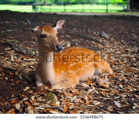 a deer sitting on the ground at the Nara park Royalty-Free Stock Photo #1536498671