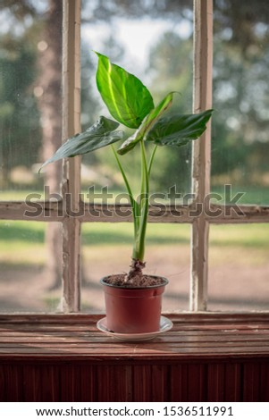 Alocasia calidora young leaves sunlight