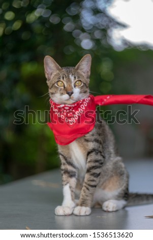 Portrait of striped Thai cat with red scarf