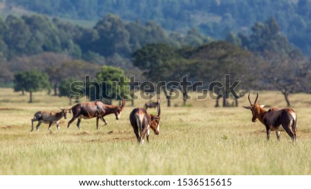 Group of  Blesbuck in Mlilwane wildlife sanctuary scenery , Swaziland ; specie Damaliscus pygargus phillipsi family of bovidae