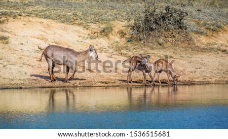 Common Waterbuck female and two young on lake side in Kruger National park, South Africa ; Specie Kobus ellipsiprymnus family of Bovidae